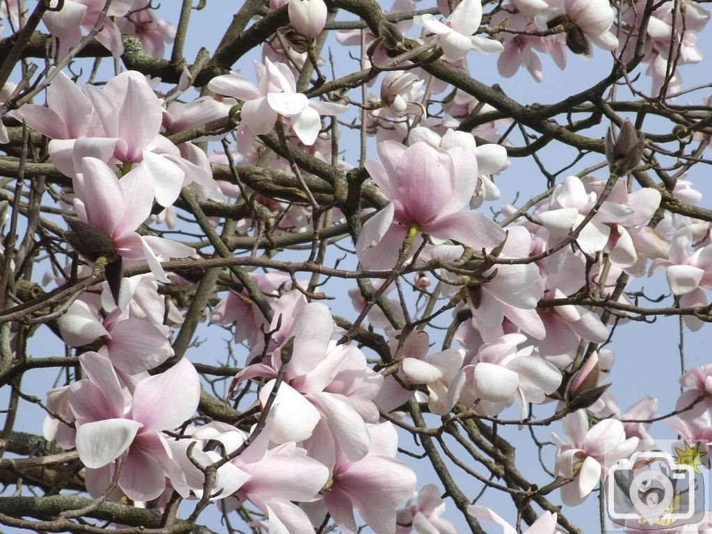 Magnificent Magnolias - 1