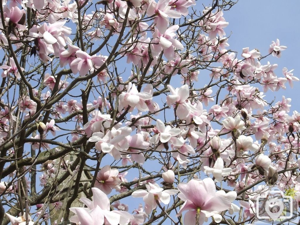 Magnificent Magnolias - 2