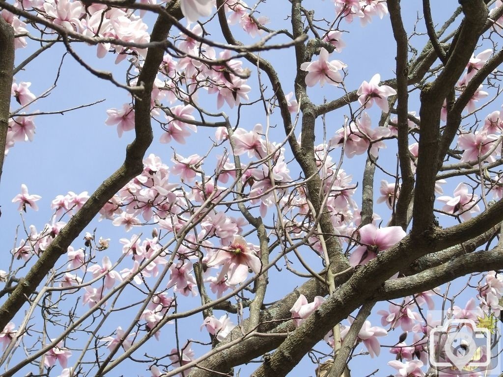 Magnificent Magnolias - 3