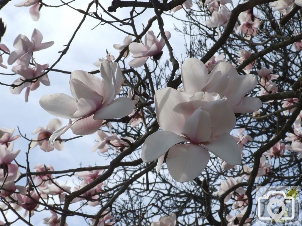 Magnificent Magnolias - 4