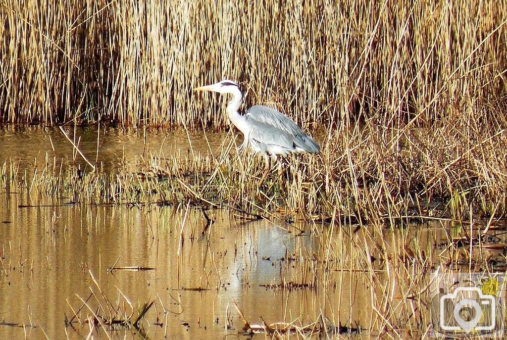 Marazion Heron