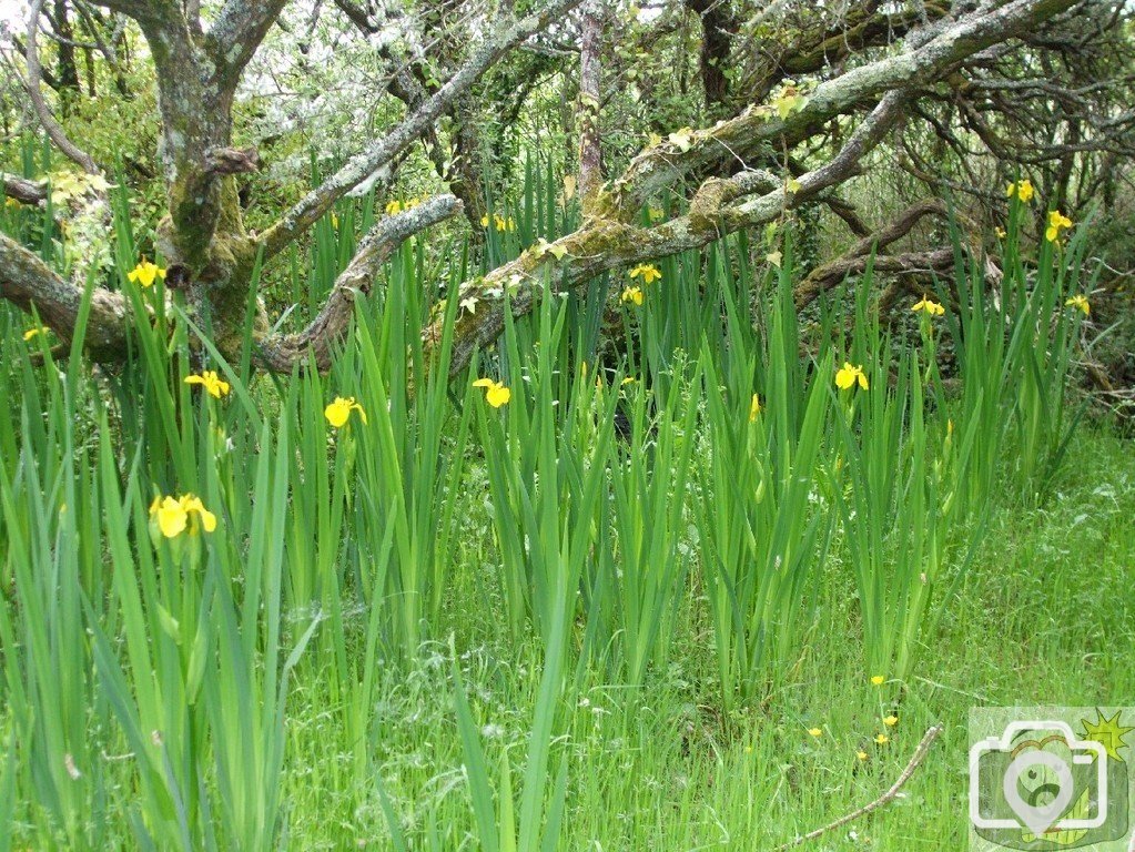 Marazion Marsh - 02Jun10