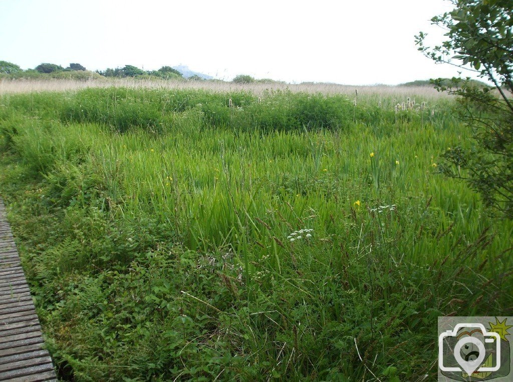 Marazion Marsh - 02Jun10