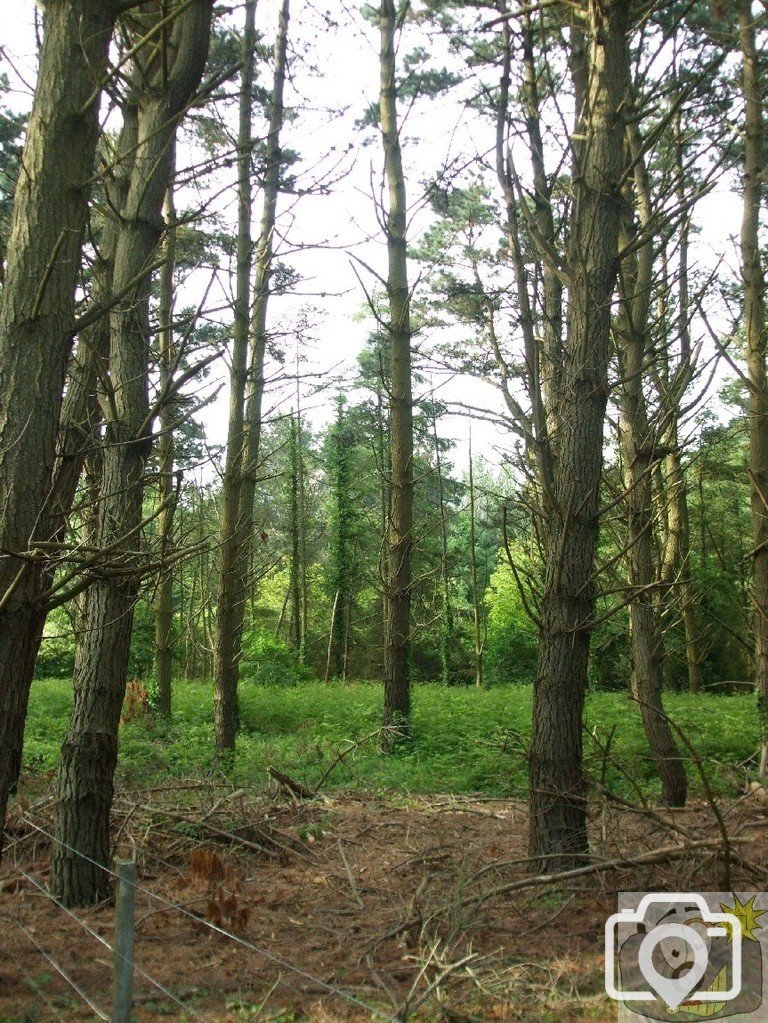 Marazion Marsh - 02Jun10