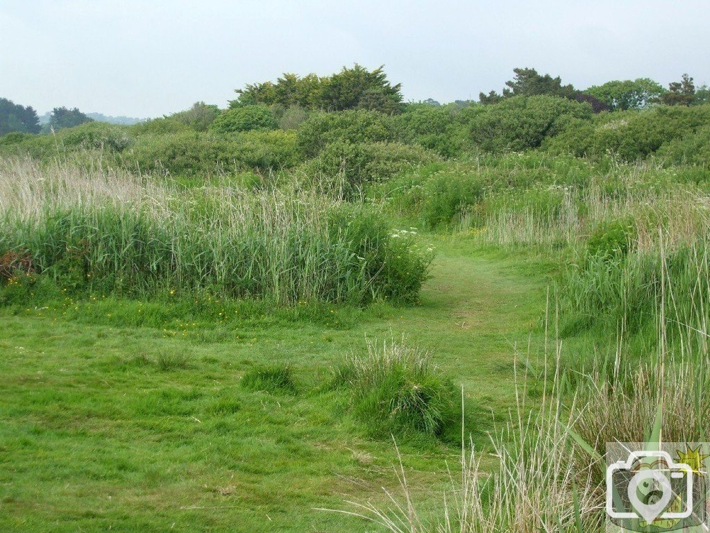 Marazion Marsh - 02Jun10