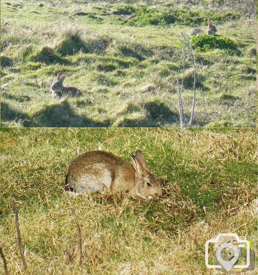 Marazion Rabbits