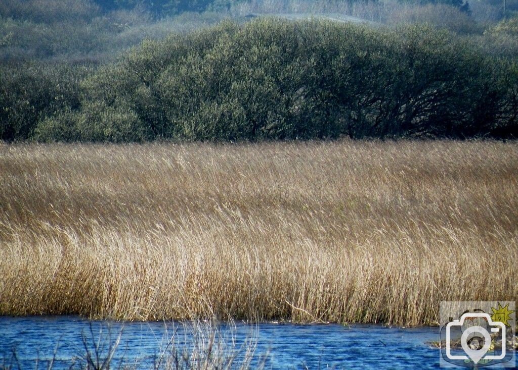 Marazion Reeds