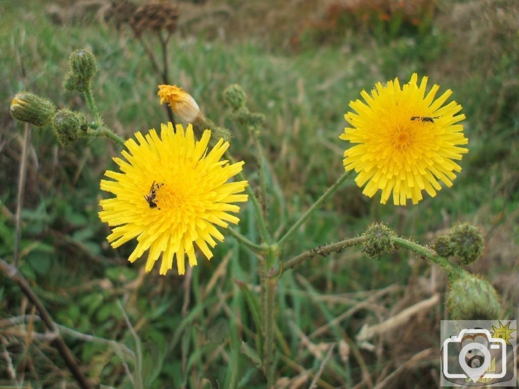 Marsh sow-thistle