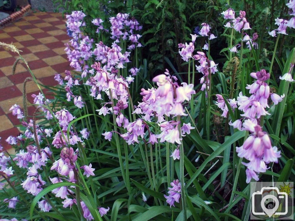 'Mauvebells' in Penare Road