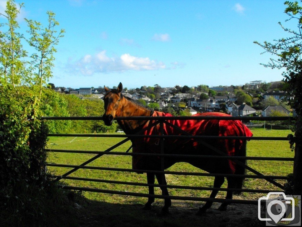 Meet the neigh-bour