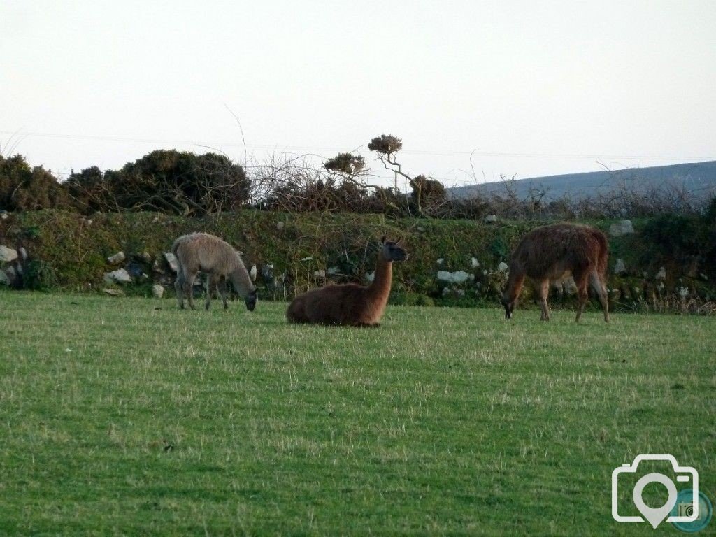 MIXED FARMING IN ST JUST AND COT VALLEY - 16JAN12