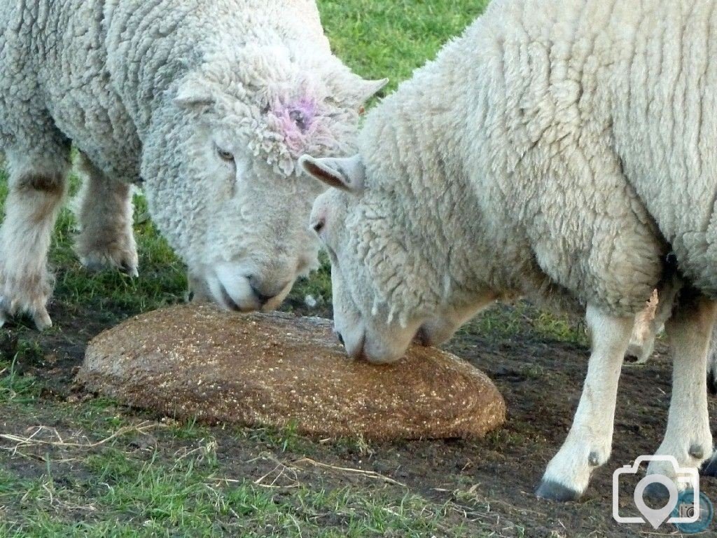 MIXED FARMING IN ST JUST AND COT VALLEY - 16JAN12