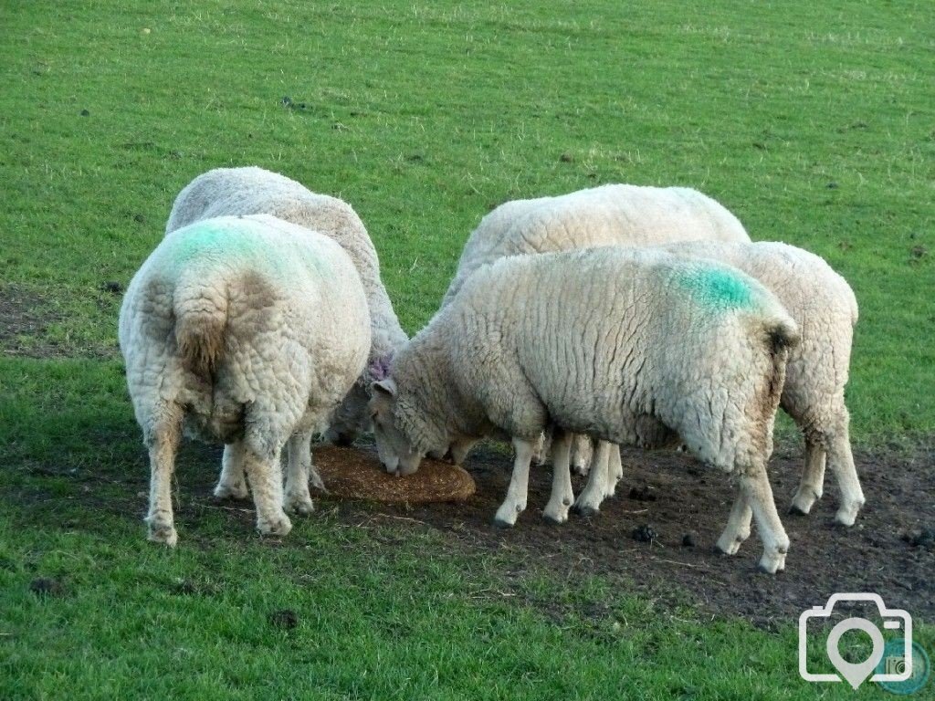 MIXED FARMING IN ST JUST AND COT VALLEY - 16JAN12