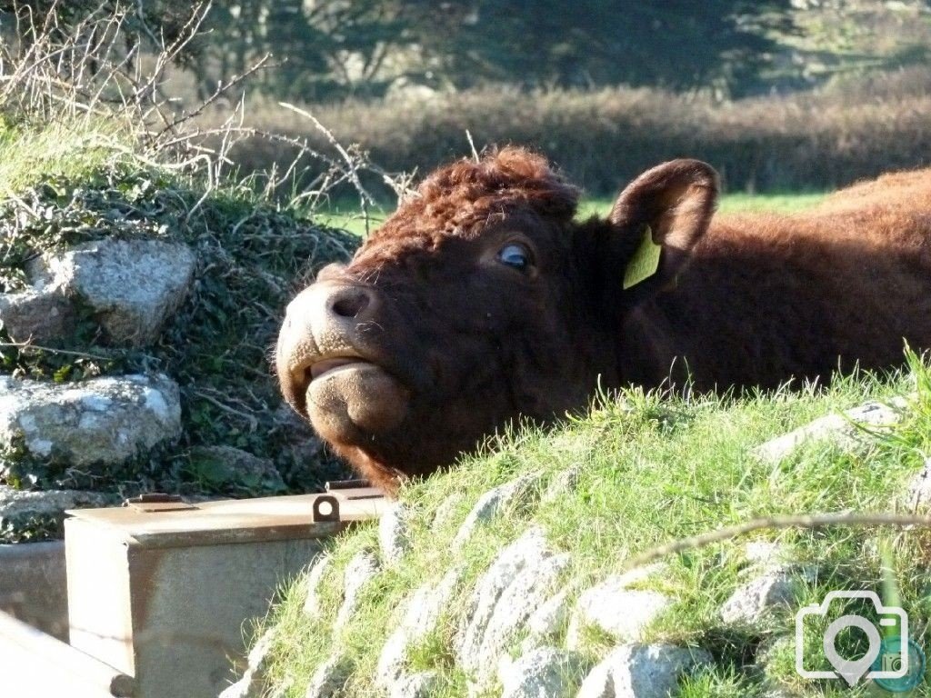 MIXED FARMING IN ST JUST AND COT VALLEY - 16JAN12