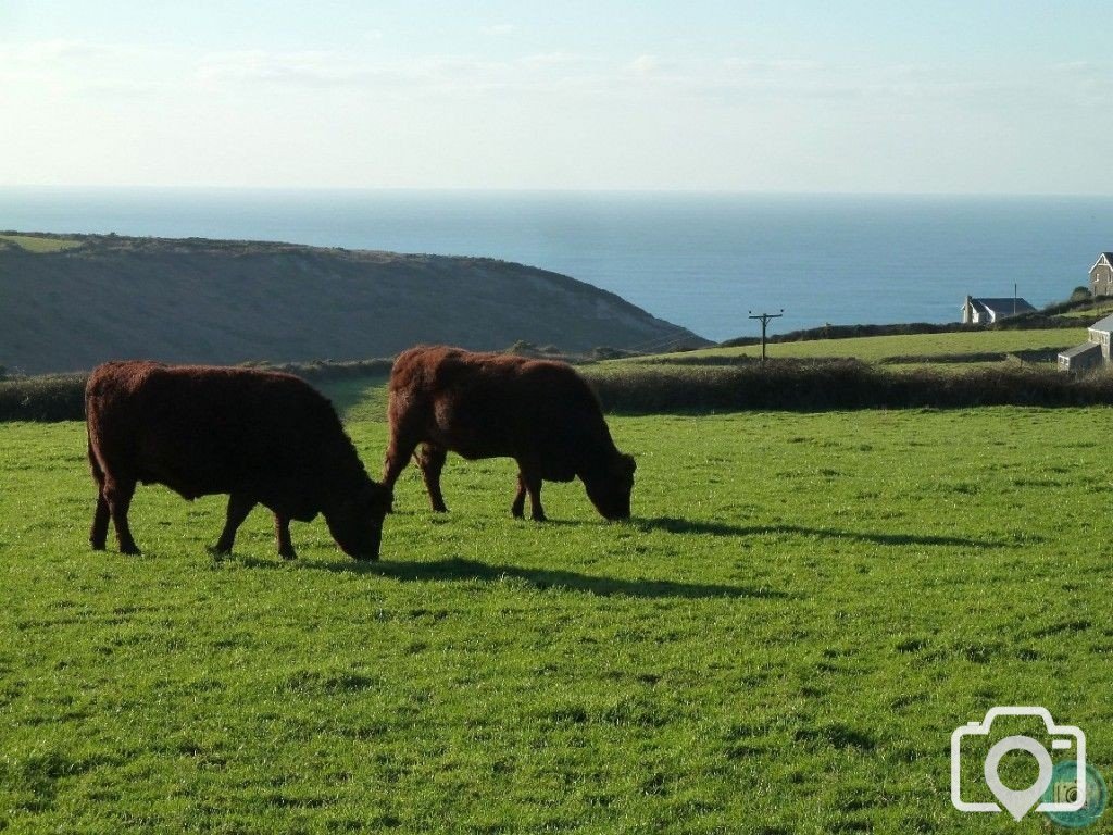 MIXED FARMING IN ST JUST AND COT VALLEY - 16JAN12