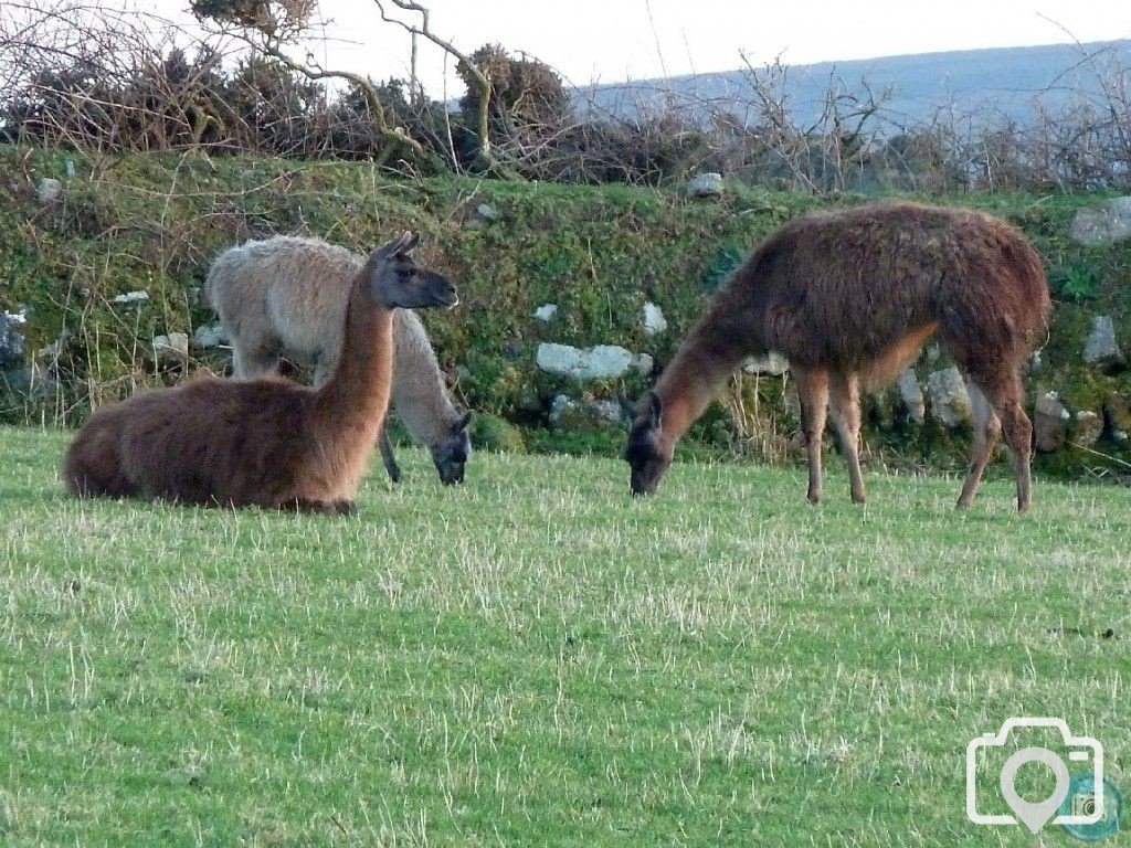 MIXED FARMING IN ST JUST AND COT VALLEY - 16JAN12