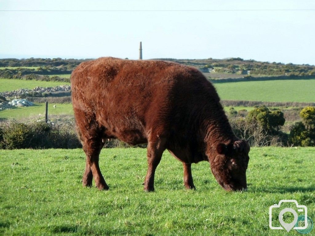 MIXED FARMING IN ST JUST AND COT VALLEY - 16JAN12