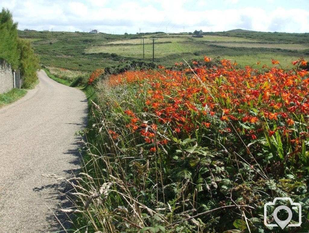 Montbretia at (17th Aug., 2009) Pendeen Watch