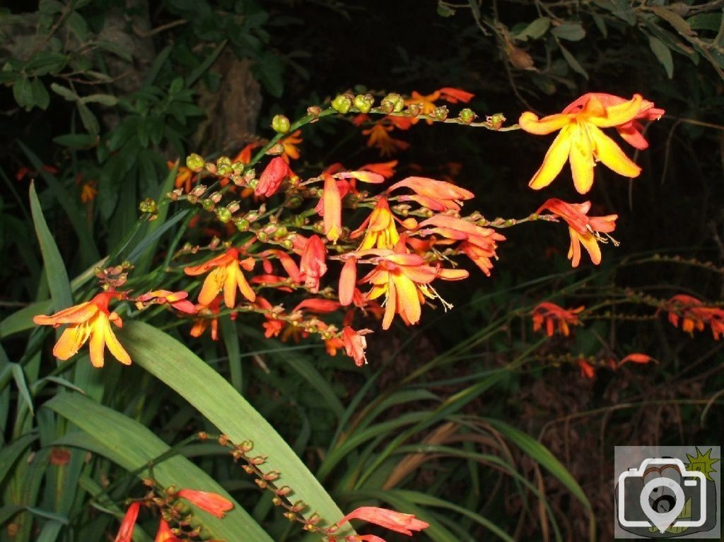 Montbretia