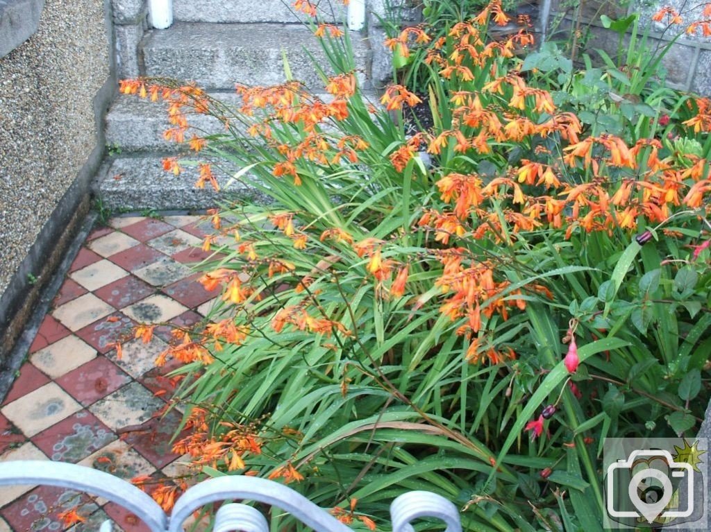 Montbretia