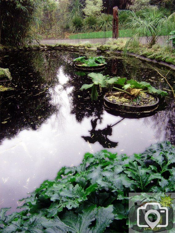 Morrab Gardens Pond 02