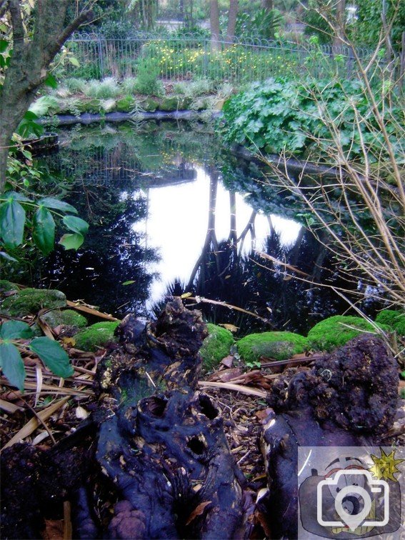 Morrab Gardens Pond 03