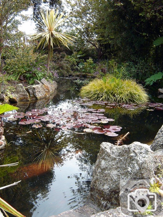 Morrab Gardens Pond