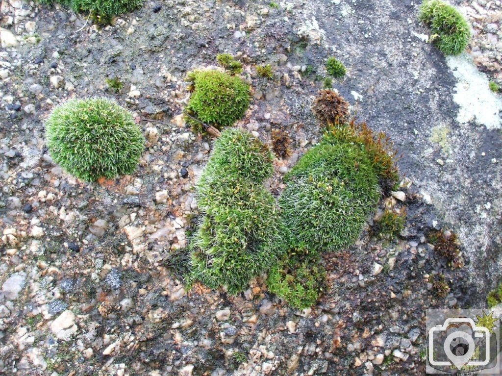 Moss, St Mary's Churchyard, Feb., 2007