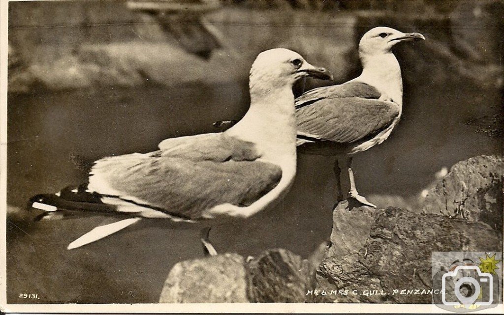 Mr and Mrs C Gull, Penzance