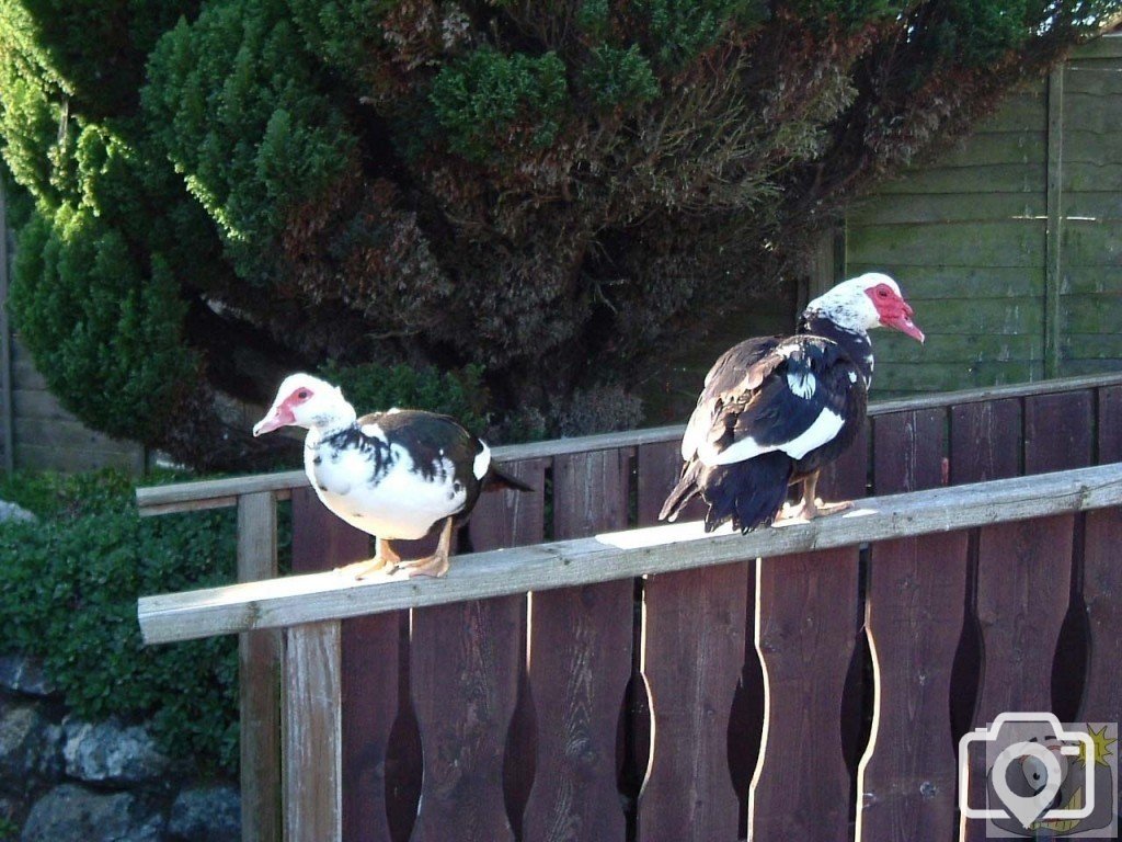 Muscovy ducks