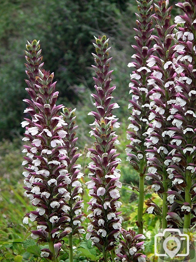 Mystery Flowers