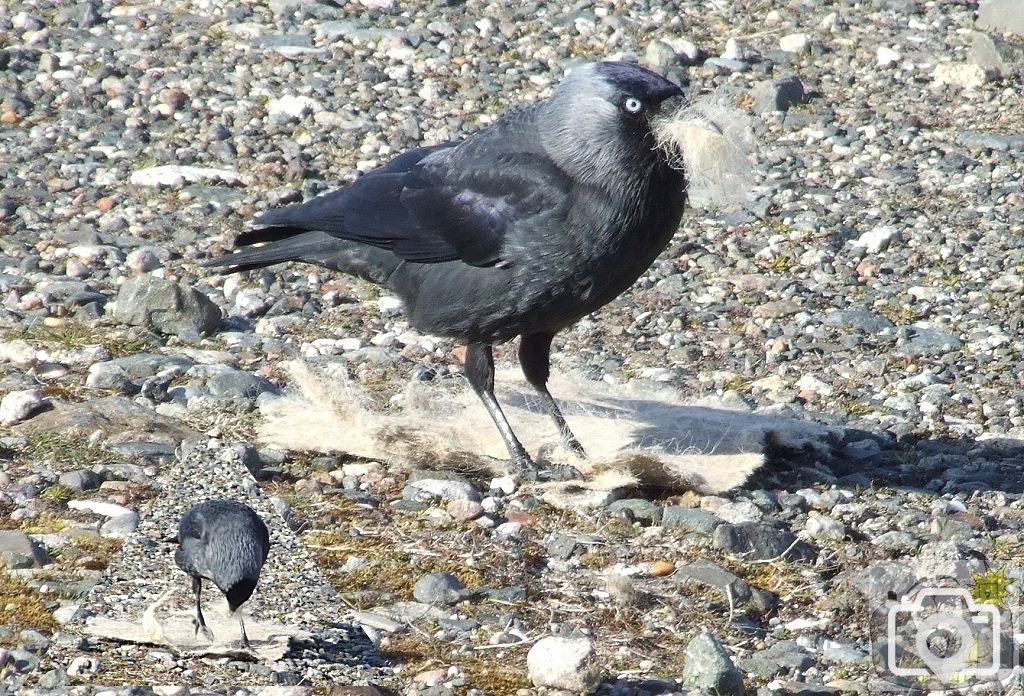 Nesting Gathering Jackdaw