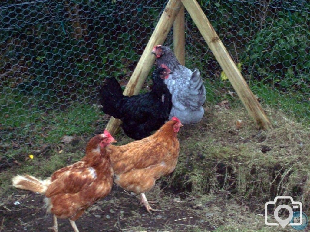 new chooks 1