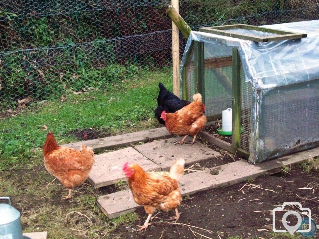 new chooks 2