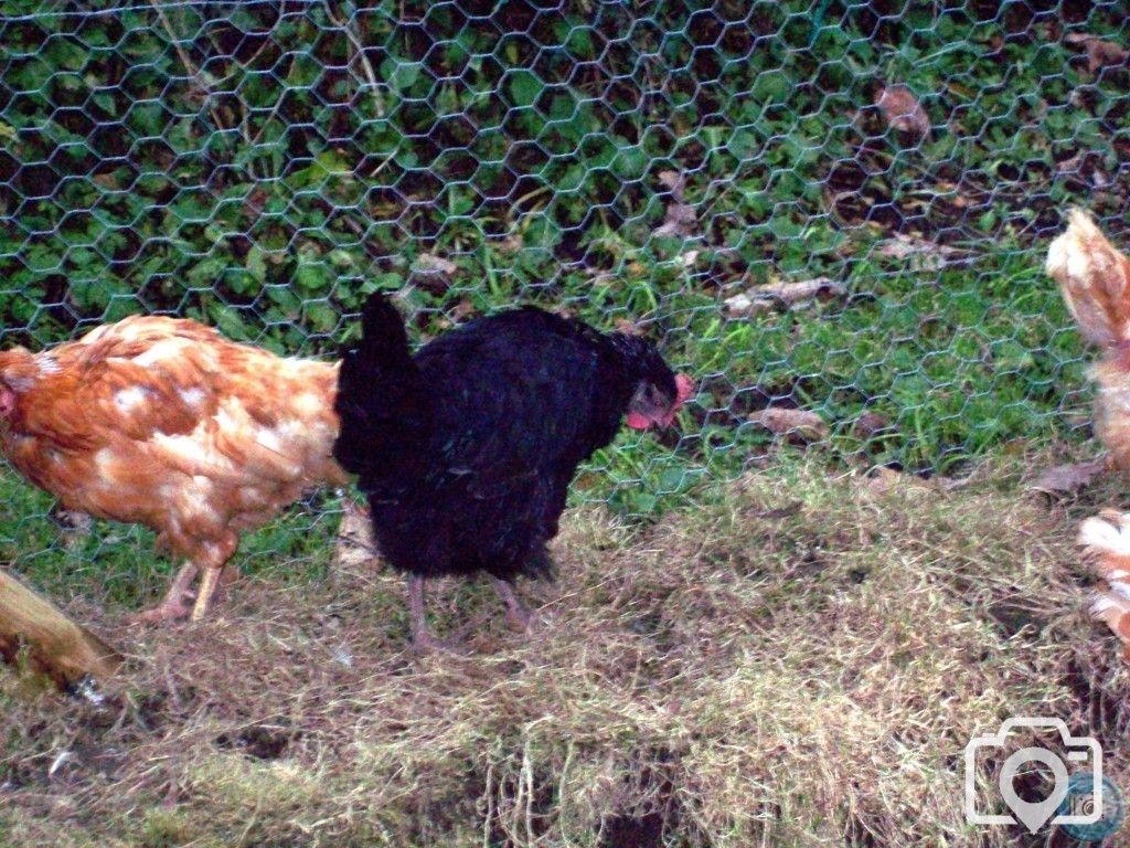 new chooks 4