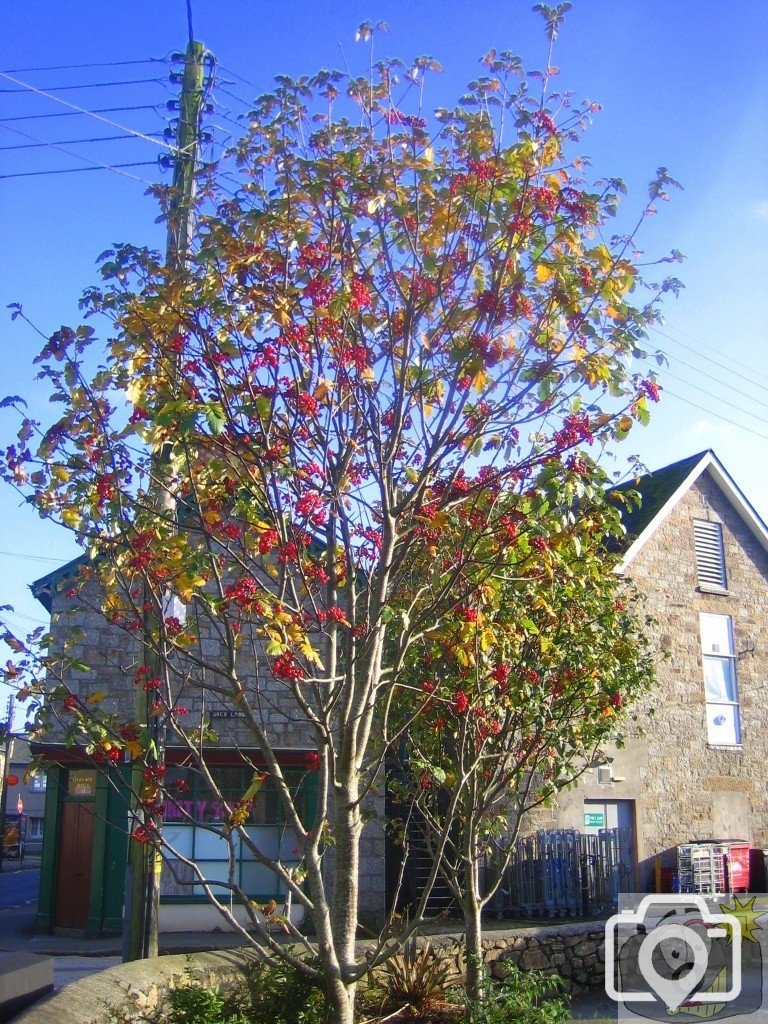 Newlyn Tree