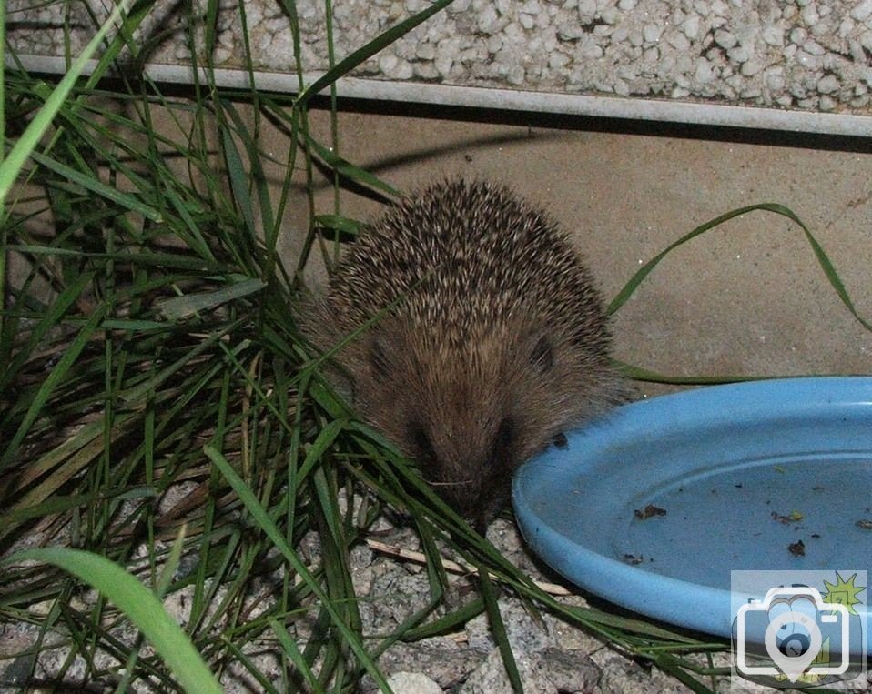 Night visitor