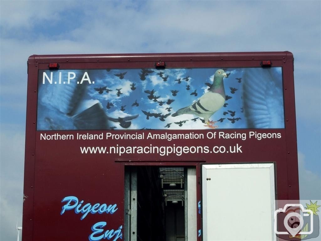 NIPA Pigeon Release on the Rec - 19Jun10