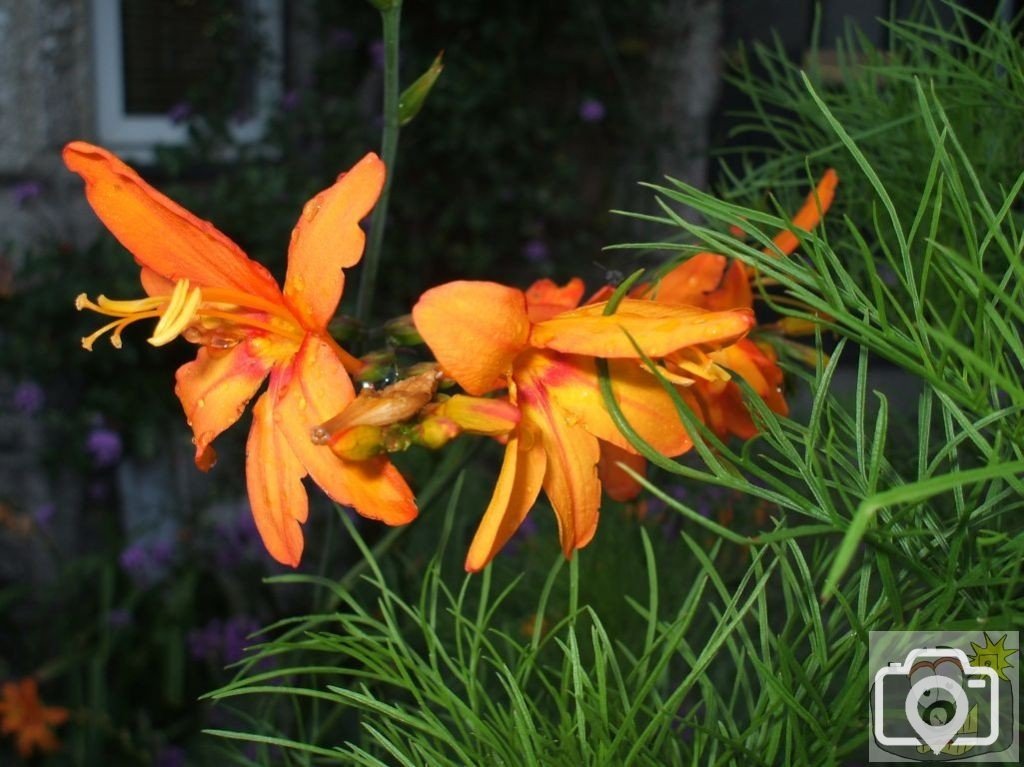 Orange Lilies