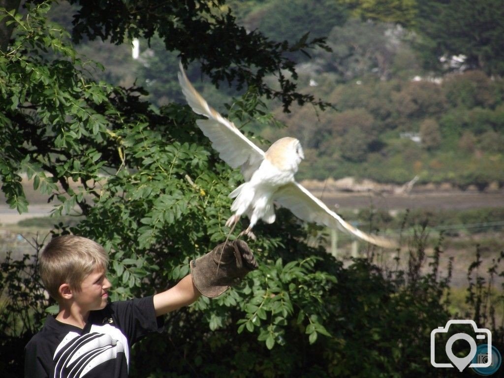 Owl taking flight