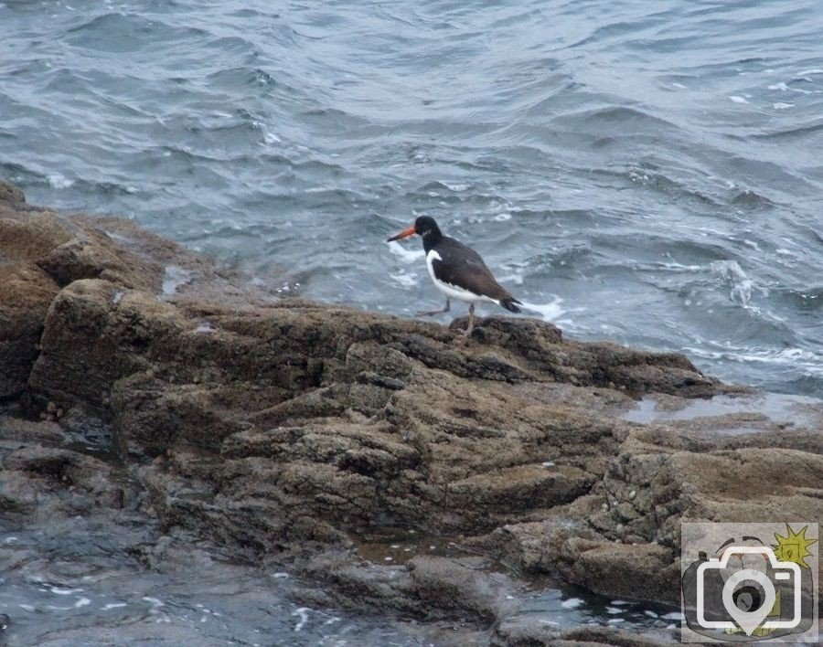 Oystercatcher