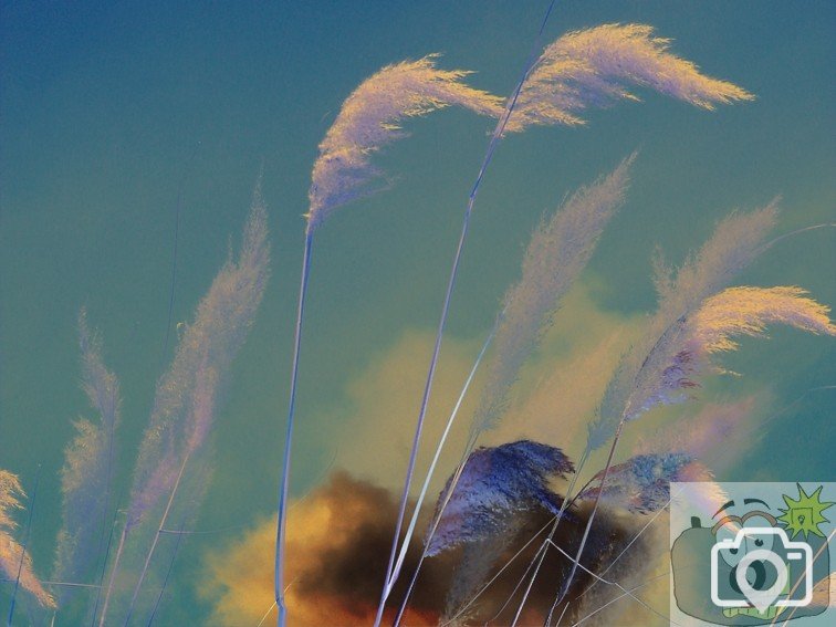 Pampas Grass 002