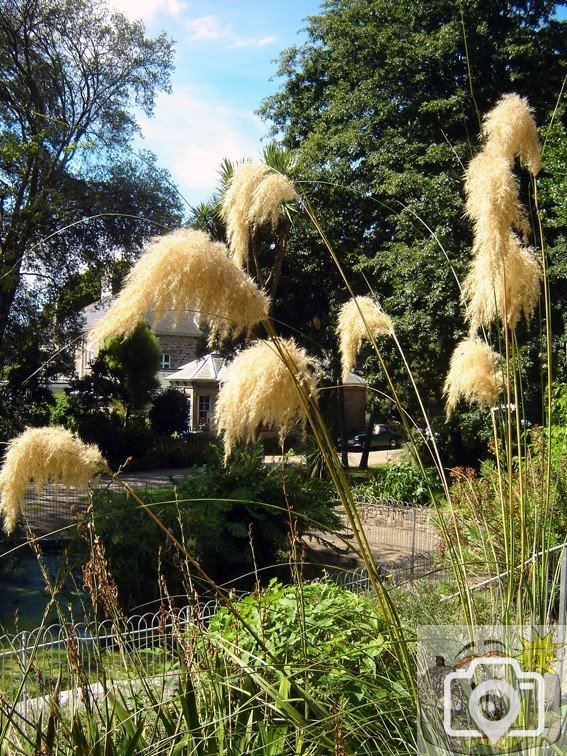 Pampas Penlee Park