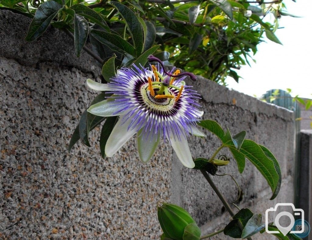 Passion flower