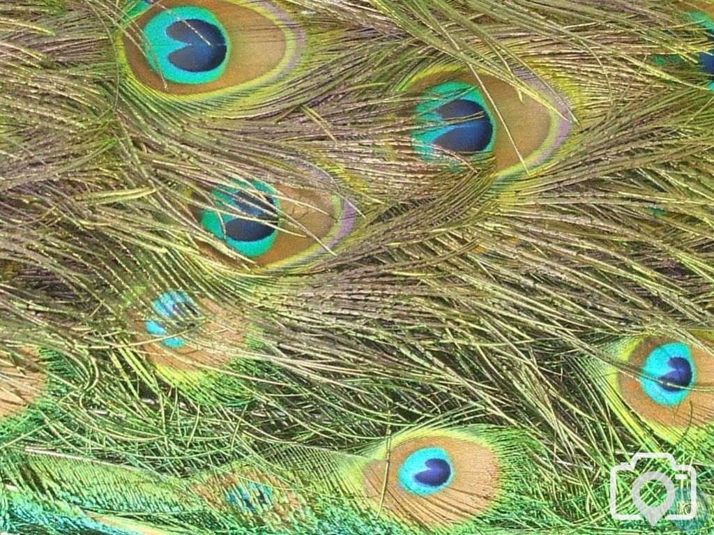 Peacock's plumage - Trevarno Gardens