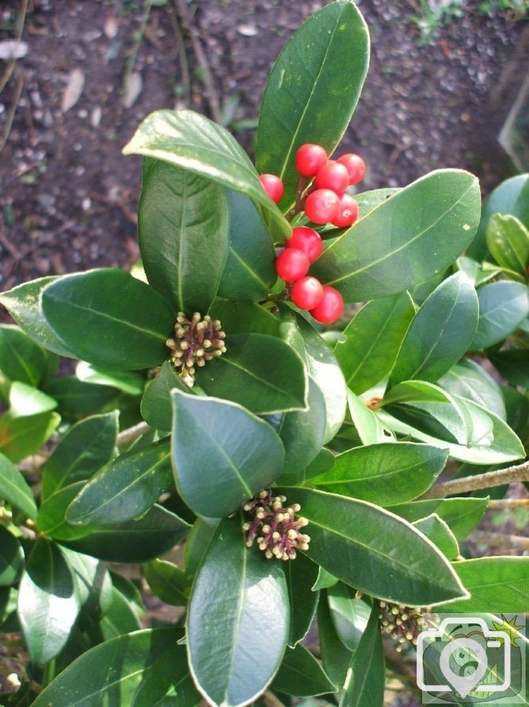 Penlee Park flora, Feb., 2007