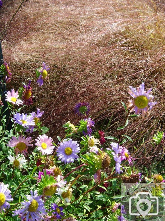 Penlee Park Flowers