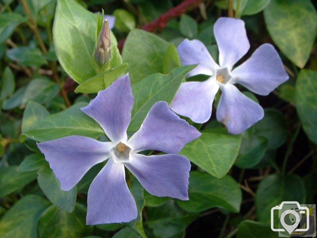 Periwinkle - Gulval, 2005