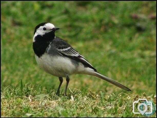 Pied Wagtail