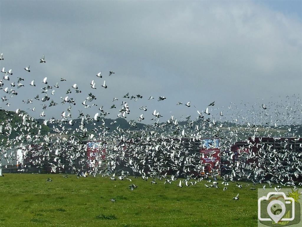 Pigeon Race - Princess May Rec, Ground - 19Jun10